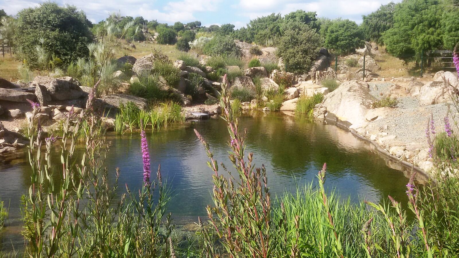 biopiscina natural en Madrid con agua transparente y vegetación