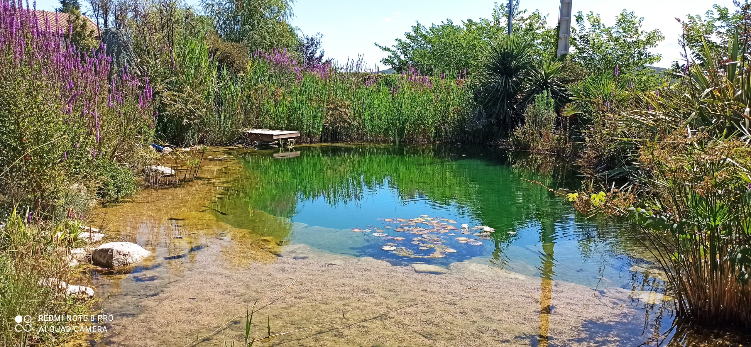 Piscina natural en Olèrdola integrada en entorno natural con zona de baño y vegetación acuática