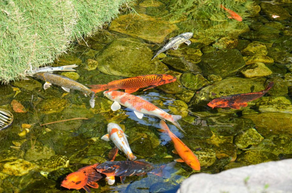 Peces koi ornamentales en estanque natural equilibrado