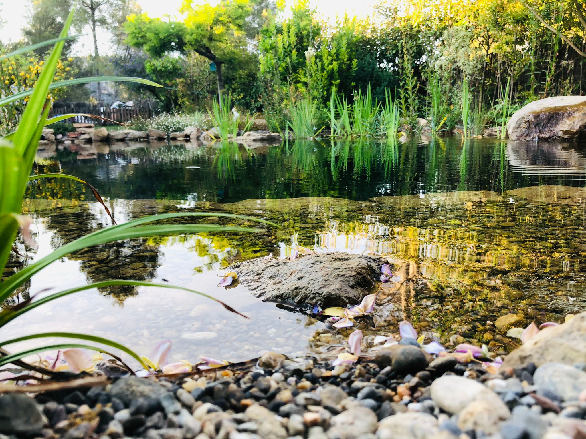 Detalle de superficie de agua en estanque natural con iluminación ambiental