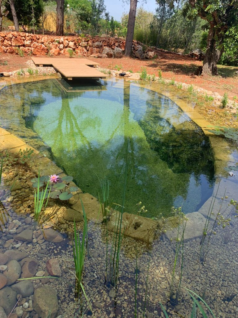 lago natural en Alicante con plantas acuáticas y rocas