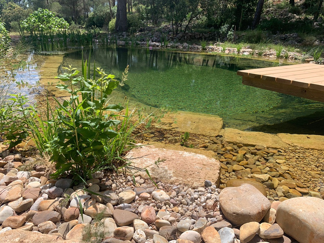 lago natural de baño en Alicante con vegetación acuática